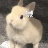 rabit02107