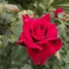 user98318612519856