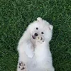 mintcloudyta