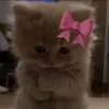 mek_lisa.19