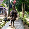 bargg05