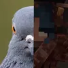 pigeon2099