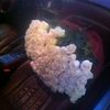 amilove1ya