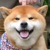 aommu_kub