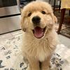 Leia the Golden