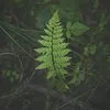 nature.does.it.better