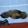 mr_aquatic_sumedang_03