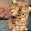heba_raouf8