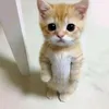 nicollymanu34