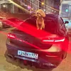 r.glk17