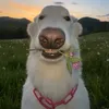 capuccino_cremoso