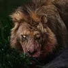 the_lionfrz