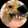 brrbrrpatrapim1