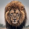 mohammad.al.quwai