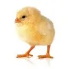 elpollo6438