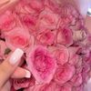 elyva._a