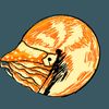 vomer.conch