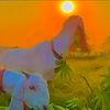 pindawala_jutt4