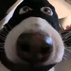 cchohieusv