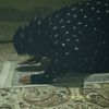 sumaya_795