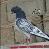 عبسي 919🦅🇮🇶