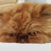 martine_loves_cats
