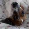thelunfardo4