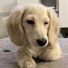 charles_daween