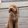 Nala | Mini Goldendoodle