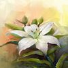 mylily257