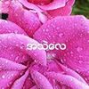 သူဇာ အောင်