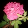 md.maksud.4