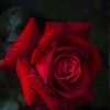 areej3422