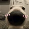 rhycap_maiyeu