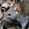 dumpster.rat8
