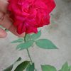 jayjay16j3f