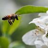 Pearbee