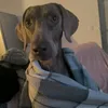 chiens_co