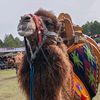 ktkedi