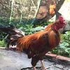 khetbabao