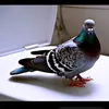 teejbomb