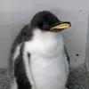 yabadoodi3s