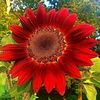 girasoles_rojos_