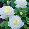 flor4_cano