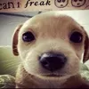 xvidiox_rsrs