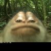 isagidagoat00