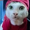 bu.bu.cat