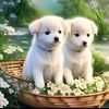 thuya.zaw66