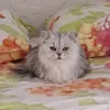lui_is_cute