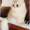 maya.andreea08